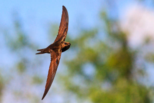 istock apus is the fastest bird on the planet 1006010338