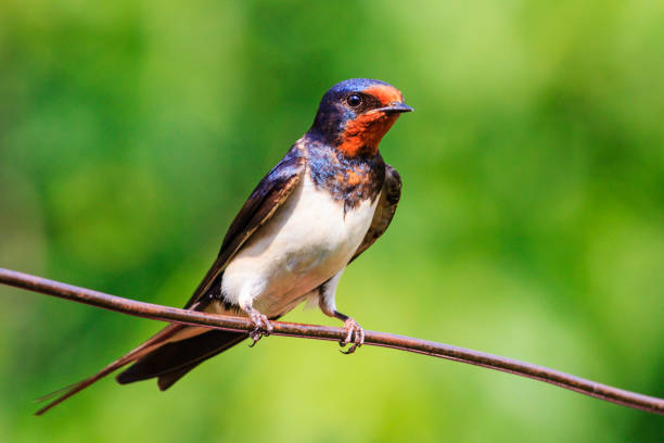 istock bird with a red mask sitting on a wire 1006010352