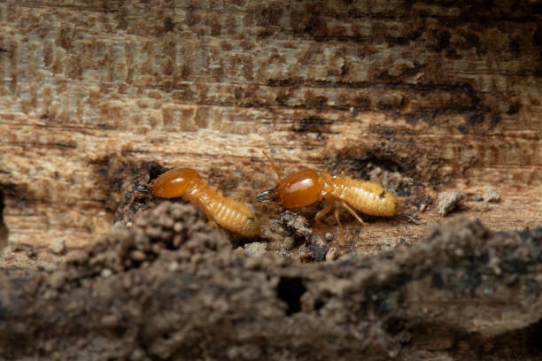 Termites on wood background. Termites on wood background. destroyer photos stock pictures, royalty-free photos & images