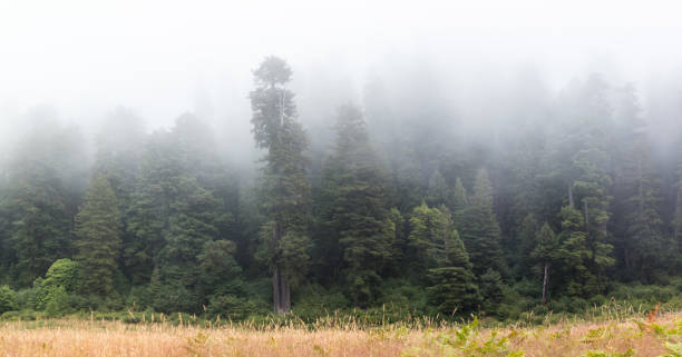 istock Mist and Redwood Forest in Northern California 1006016876