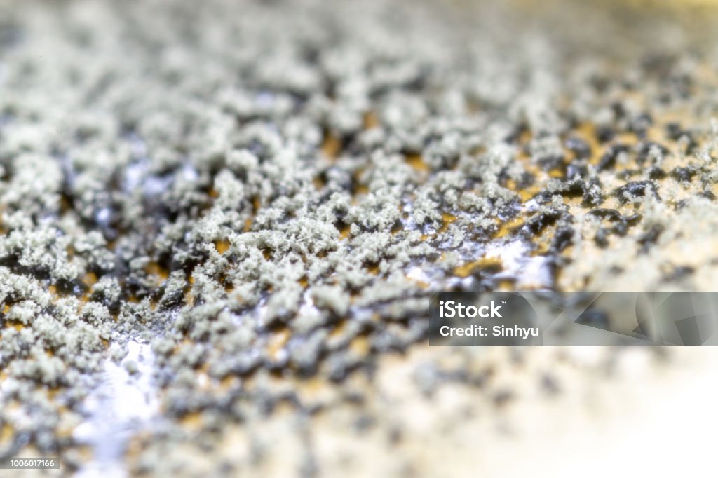 Backgrounds of Penicillium, ascomycetous in petri dish for well as food and drug production. Abstract Stock Photo