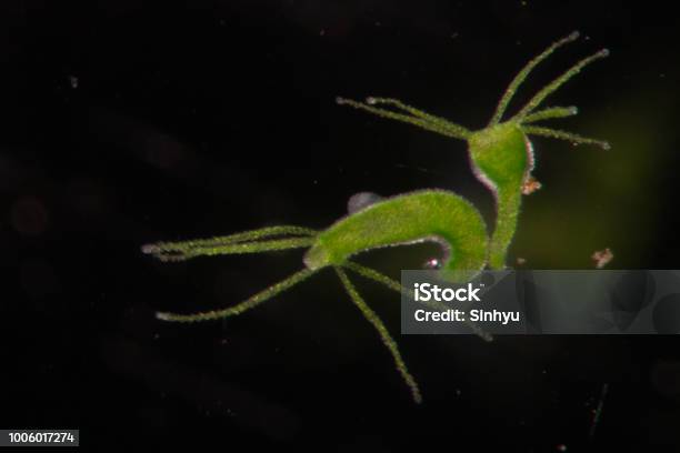 Hydra Is A Genus Of Small Freshwater Animals Of The Phylum Cnidaria And Class Hydrozoa Under The Microscope For Education Stock Photo - Download Image Now