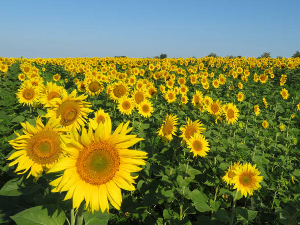 istock Sunflowers field and clear blue sky in summer 1006017282