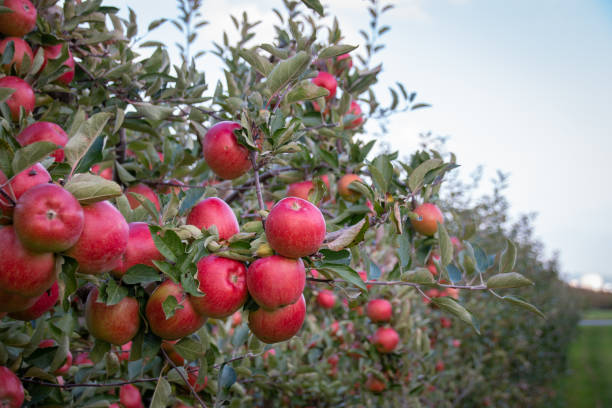 istock Red and ripe apples hanging from a tree branch 1006017810