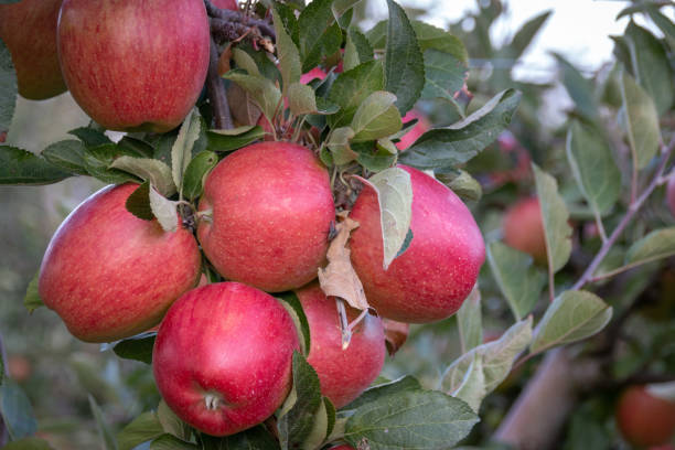 istock Red and ripe apples hanging from a tree branch 1006017818