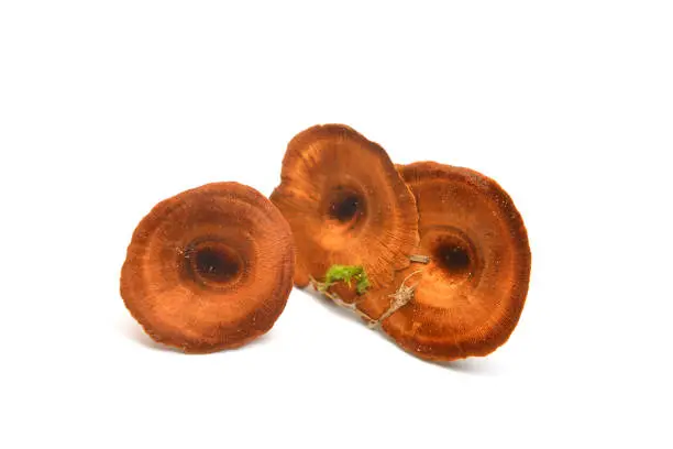 Photo of coltricia cinnamomea mushroom