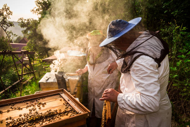 야외에서 벌 꿀을 수집 하는 직장에서 양 봉 - beehive rural scene bee outdoors 뉴스 사진 이미지