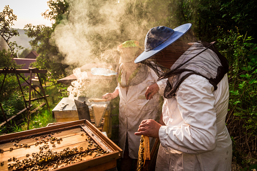 Close up color image depicting two professional beekeepers working outdoors and wearing the traditional protective suits used for beekeeping. He is holding up a fresh honeycomb outdoors next to his beehives. The honeycomb is covered with swarming bees. Smoke is swirling in the air (it is used to make the bees more docile) in this countryside image. Lots of room for copy space.