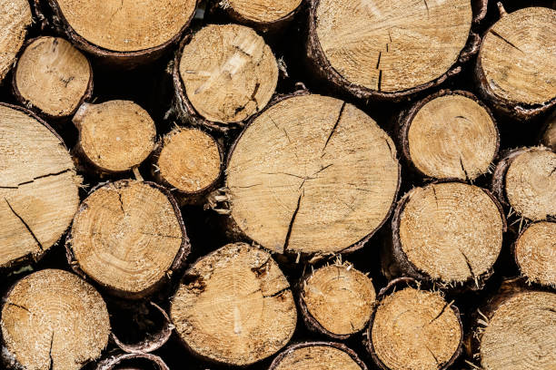istock Stacked pile of timber, log, lumber, firewood 1006030638