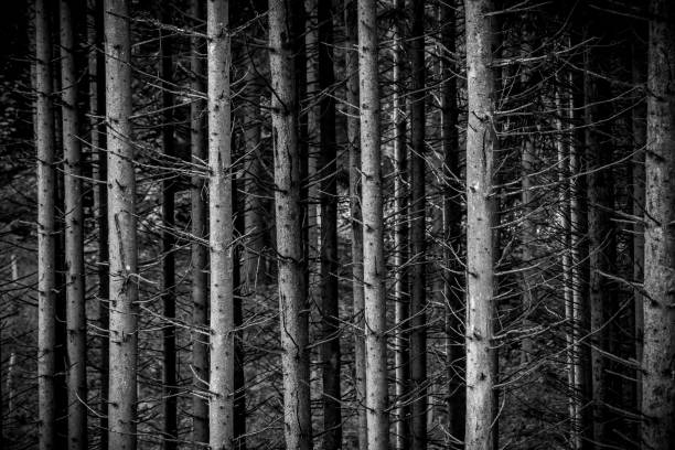 Abstract black and white lines of pine trees.