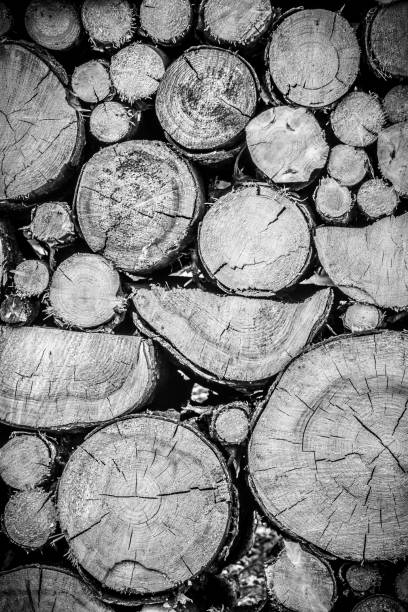 Stacked pile of timber, log, lumber, firewood.
