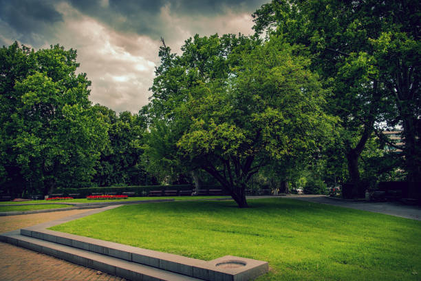 istock Beautiful spring park and green tree in Bulgaria 1006038942