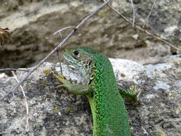 istock European green lizard sitting on a stone 1006042132