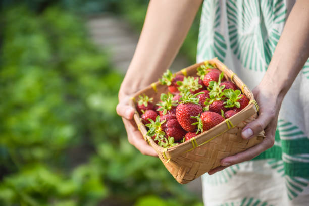 istock basket with strawberries in your hands 1006046040