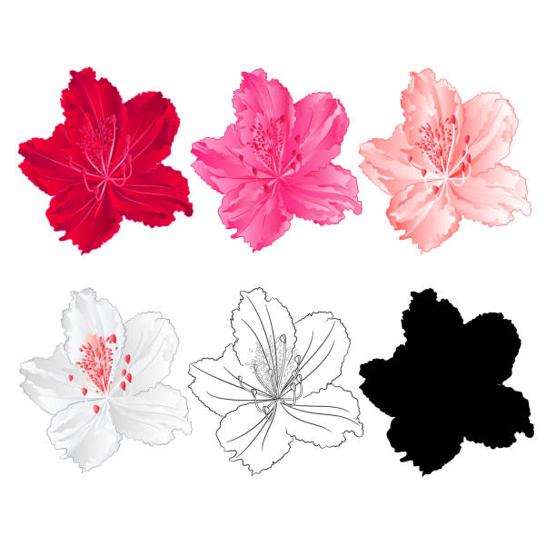 blume rhododendron berg strauch rot, rosa, rosa, weiß, gliederung und silhouette auf einem weißen hintergrund vintage blühen zehn vektor-illustration bearbeitet werden - azalea stock-grafiken, -clipart, -cartoons und -symbole