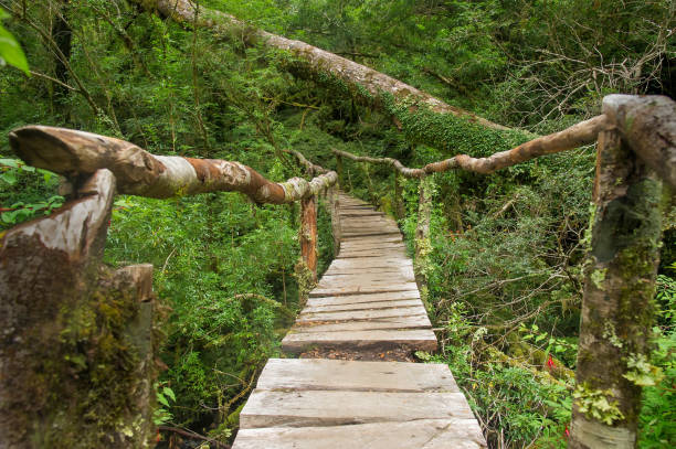 Queulat National Park, Chile.