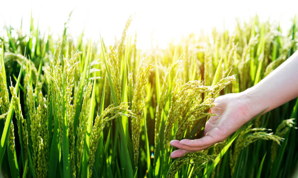istock Woman hand touching rice crop 1006048610