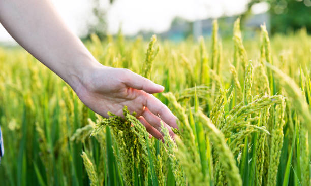 istock Woman hand touching rice crop 1006048652