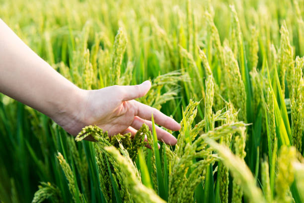 istock Woman hand touching rice crop 1006048812