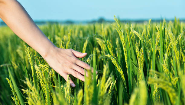 istock Woman hand touching rice crop 1006049230