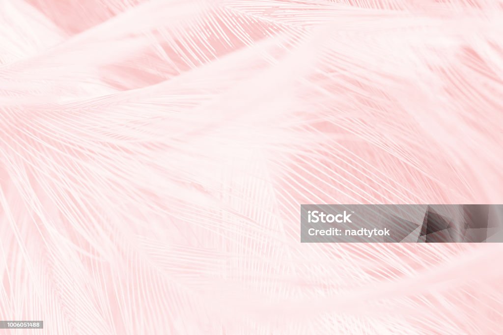 Tendencias de color de la vendimia de coral rosa fondo de textura de la pluma - Foto de stock de Pluma de ave libre de derechos