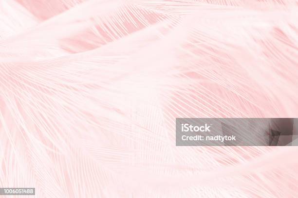 Tendencias De Color De La Vendimia De Coral Rosa Fondo De Textura De La Pluma Foto de stock y más banco de imágenes de Pluma de ave