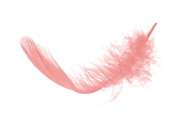 coral pink feather on white background