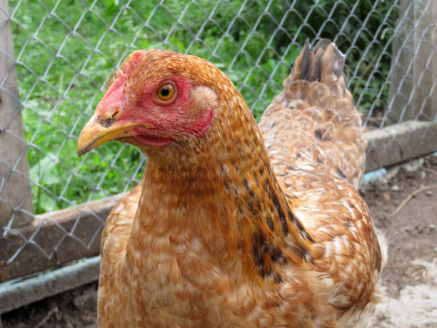 istock Brown chicken in the aviary on background of wire netting 1006053822