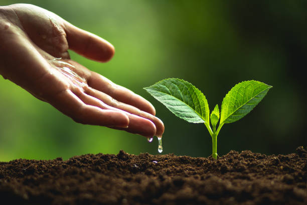 istock Plant a tree Natural tree Green backgroun seedlings in nature 1006054072