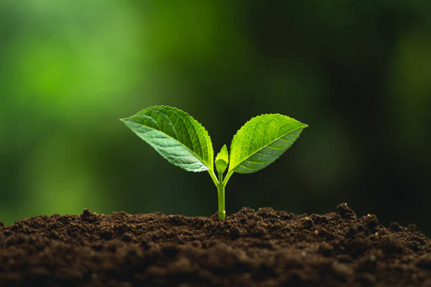 istock Plant a tree Natural tree Green backgroun seedlings in nature 1006054090