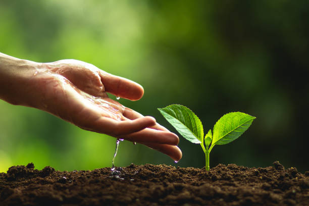 istock Plant a tree Natural tree Green backgroun seedlings in nature 1006054092