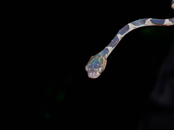 istock Blunthead tree snake, mantodes cenchoa in Mindo, Ecuador 1006058602