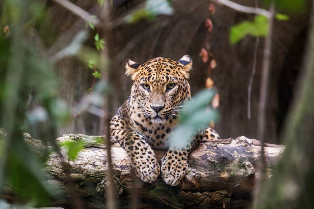 istock Ceylon leopard lying on a wooden log and looking straight ahead 1006060028