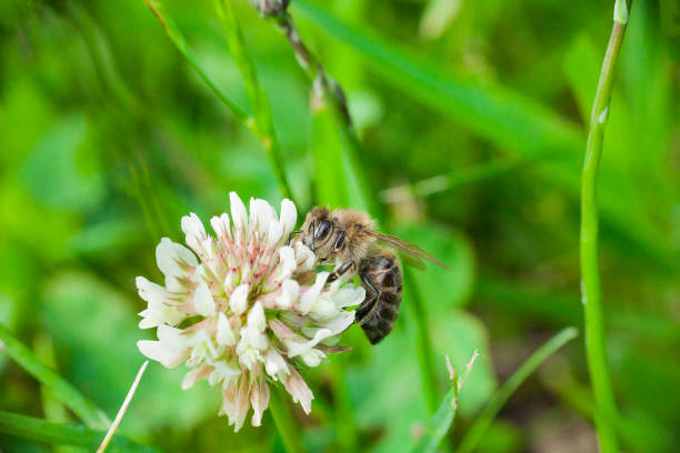 Bee collects nectaring on white clover wild flower, summer sunny day in garden
