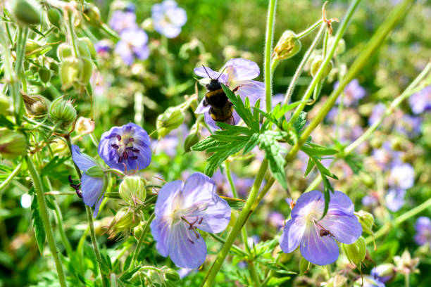 istock Beautiful flower of Meadow geranium. Geranium pratense 1006064258
