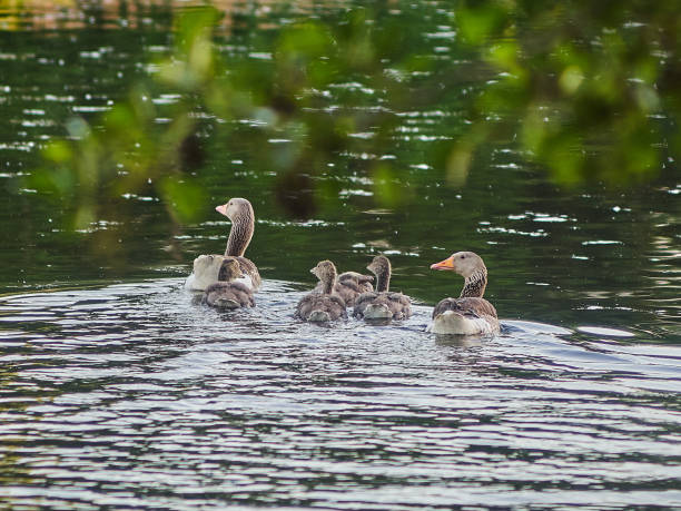 istock young ducks swimming on the lake 1006066590