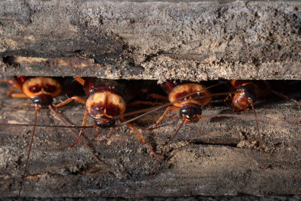 cockroach on wooden - 600 imagens e fotografias de stock