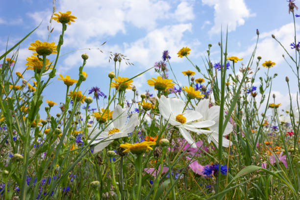 istock multi colorful flowers in meadow at sunshine summer day 1006067030