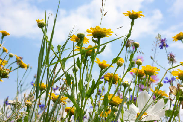 istock multi colorful flowers in meadow at sunshine summer day 1006067036