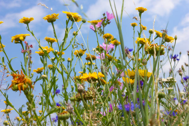 istock multi colorful flowers in meadow at sunshine summer day 1006067054