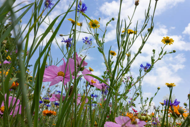istock multi colorful flowers in meadow at sunshine summer day 1006067138