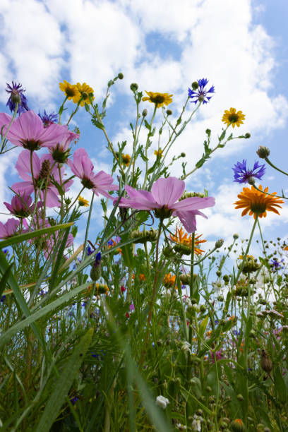 istock multi colorful flowers in meadow at sunshine summer day 1006067152
