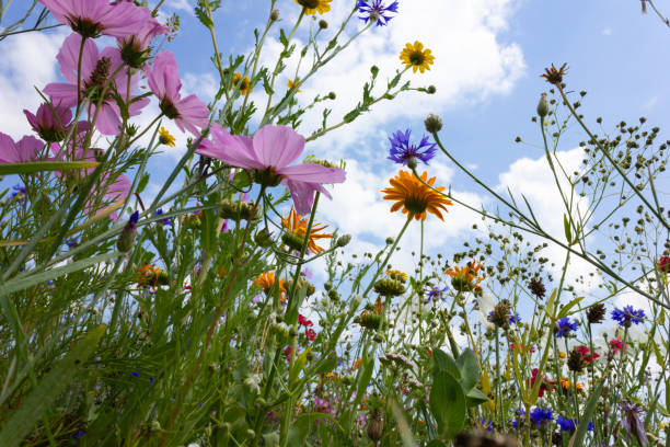 istock multi colorful flowers in meadow at sunshine summer day 1006067160