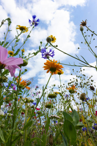 istock multi colorful flowers in meadow at sunshine summer day 1006067170