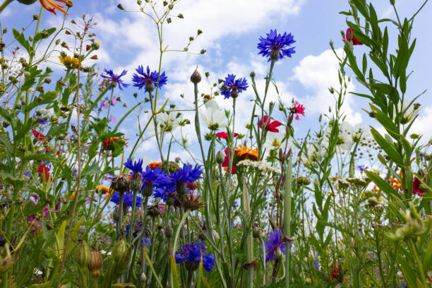 istock multi colorful flowers in meadow at sunshine summer day 1006067180