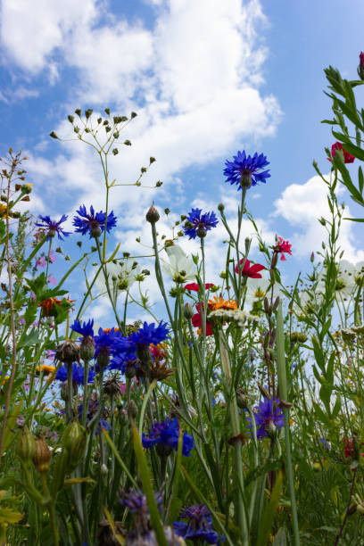 istock multi colorful flowers in meadow at sunshine summer day 1006067184