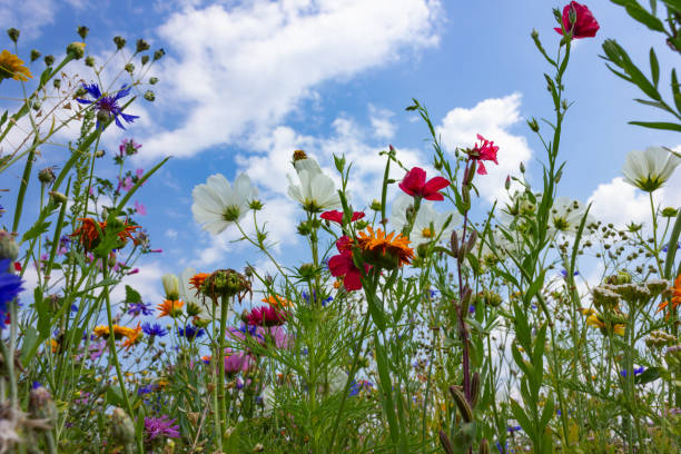 istock multi colorful flowers in meadow at sunshine summer day 1006067212