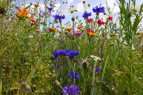istock multi colorful flowers in meadow at sunshine summer day 1006067230