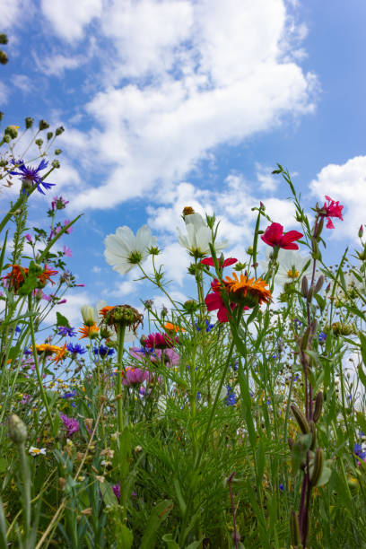 istock multi colorful flowers in meadow at sunshine summer day 1006067234
