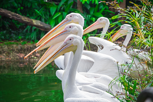 Group of white pelicans loafing next to a pond